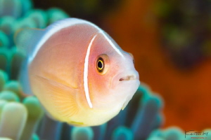 Pink anemone fish by Kelvin H.y. Tan 